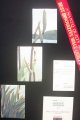 \'One Flax Flying\', Lynn Ogle, Onerahi
