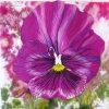 <h5>Marilyn Muirhead - Posh Pansy</h5><p> The pansy is a favourite of mine,  I love the bright colours, contrasts, and little "face".                                                                                                                                                                                                                                                                                                                 </p>