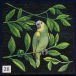 Blue Fronted Amazon Parrot by Sonya Prchal